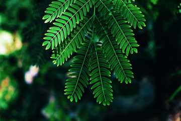 Natural green leaves close-up tropical plant background.