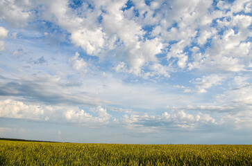 Wheat growing on field against sky with scattered clouds on a summer day. Season grain