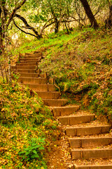 stairs in the autumn forest