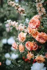 Obraz na płótnie Canvas Cream, orange and pink roses in the garden close-up.
