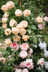 Close-up of a metal arch entwined with cream and pink roses.