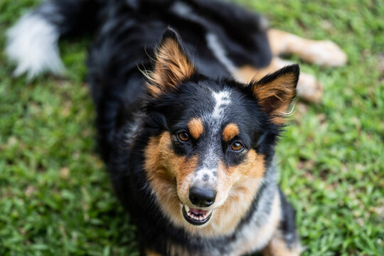 Border collie dog outdoors 