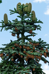 Fir. Conifer in the garden. Green needles and large standing cones.