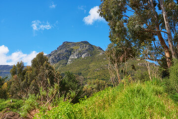 Green tree plants on the mountains with blue sky copy space. Beautiful biodiversity in a nature landscape wild indigenous vegetation, shrubs and tress growing near a popular hiking spot in Cape Town