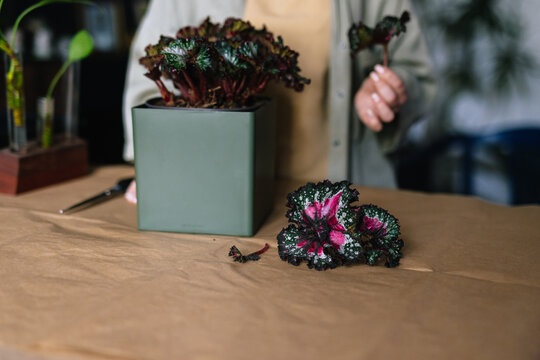 Flower specialist working with exotic sorts of houseplants 