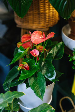 Amazing aracea with bright flowers indoor