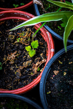 Small Seedling Growing In A Red Plant Pot.