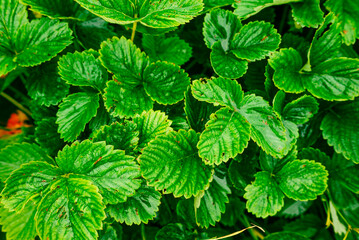 Strawberries leaves