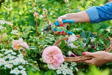Hands of woman caring for rose bush in garden