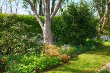 My garden. Landscape view of landscaped garden in peaceful, private and secluded backyard at home. Neat, calm and freshly mowed green lawn and grass. Serene, tranquil nature yard to relax on break.