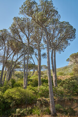 Fototapeta na wymiar Pine trees in a wild forest on a sunny day. Nature landscape of plants and bushes growing on a green hill with a blue sky background. Lush mountain tree growth in an eco friendly environment