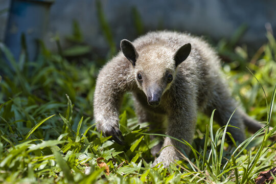 Southern Tamandua. Tamandua Tetradactyla