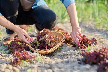 Close-up of hands harvesting red lettuce leaves on garden bed