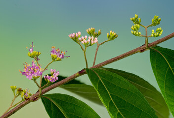 Branch of American beauty berry with flowers and flower buds in early summer in central Virginia. Shrub is native to the southeastern U.S.