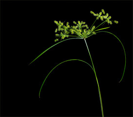 Yellow nutsedge (Cyperus esculentus) showing leaves and seed heads.