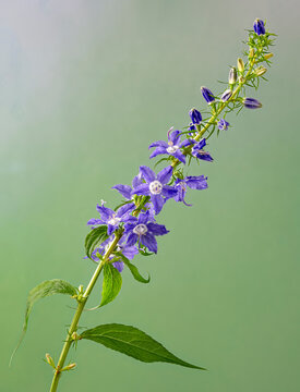 Tall bellflower (Campanula americana) blooming in early summer. Native to eastern half of U.S. and Canada.