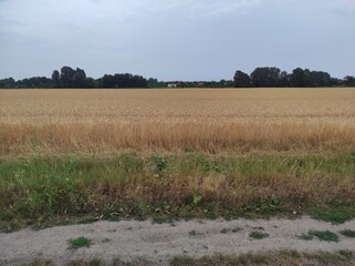 agricultural landscape, grain, trees and shrubs, sunlight, July © TK_Office