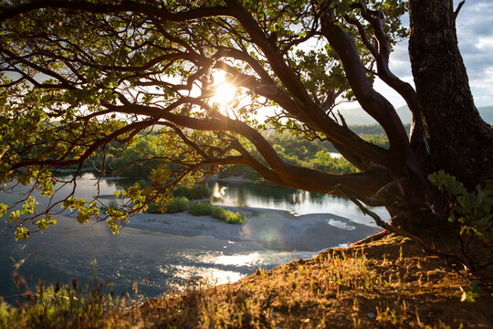 Sunflare Through Red Manzanita