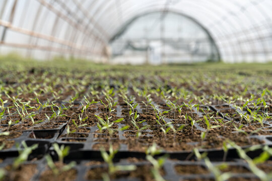 Interior of greenhouse with many growing plants