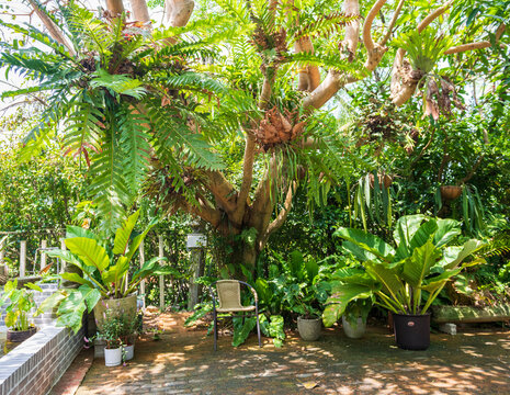 Green plants and a chair under sunlight in garden
