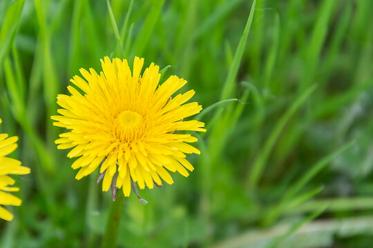 the flower of a simple yellow dandelion