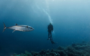 A blue fin Tuna swimming past a diver at Tubbataha Reef
