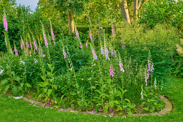 Lush landscape with colorful flowering plants growing in a garden or park on a sunny spring day...