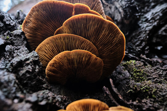 Close Up of Brown Wild Mushrooms Growing in Forest after Rain