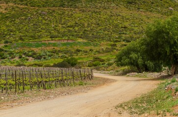 Hermoso paisaje en los viñedos de Santo Tomás en Valle de Guadalupe, Ensenada, Baja California,...