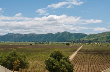 Hermoso paisaje en los viñedos de Santo Tomás en Valle de Guadalupe, Ensenada, Baja California,...
