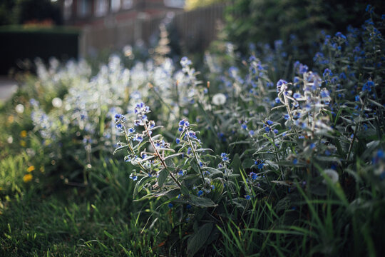 Patch of Weeds Backlit by Sun