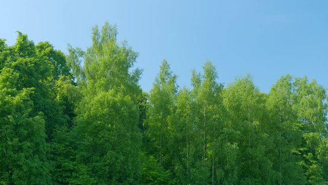 Green leaves fluttering in lush tree canopy. Trees swaying in wind on warm sunny day against background clear blue sky. Deciduous forest. Nature of Europe, national park.