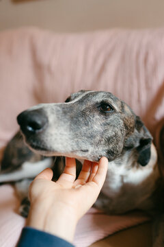 Human hand scratching dog's head