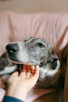 Human hand scratching dog's head