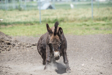 Brown miniature donkey rolling in paddock