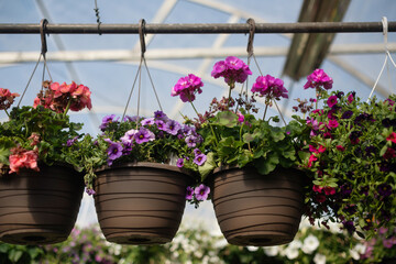 Hanging flower baskets