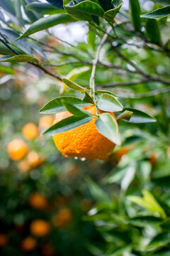 Tangerine tree