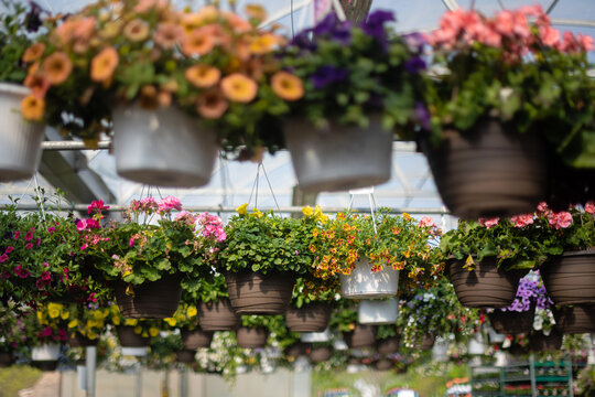 Hanging flower baskets