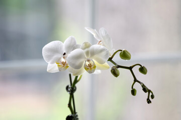 White orchid plant blooming