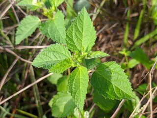 Croton Hirtus plants grows wild in tropical Borneo