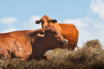 Beautiful Cows from puerto rico valleys field