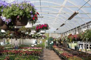 Hanging flower baskets