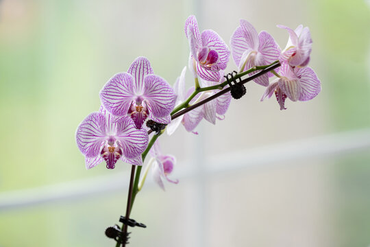 Purple striped orchid