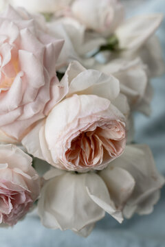 Petals on pale pink rose