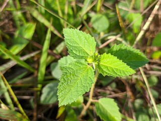 Croton Hirtus plants grows wild in tropical Borneo
