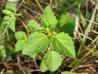 Croton Hirtus plants grows wild in tropical Borneo
