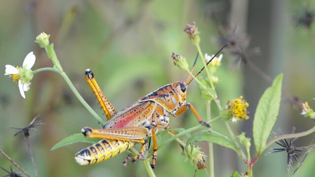 a zoom in shot of an eastern lubber grasshopper on a bush at everglades national park in florida, usa
