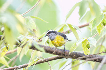 Fototapeta premium Bananaquit. Coereba flaveola
