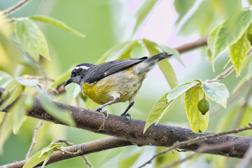 Fototapeta premium Bananaquit. Coereba flaveola