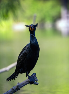 Double Crested Cormorant Bird with Tufts Sticking Out